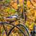 Nuthatch2