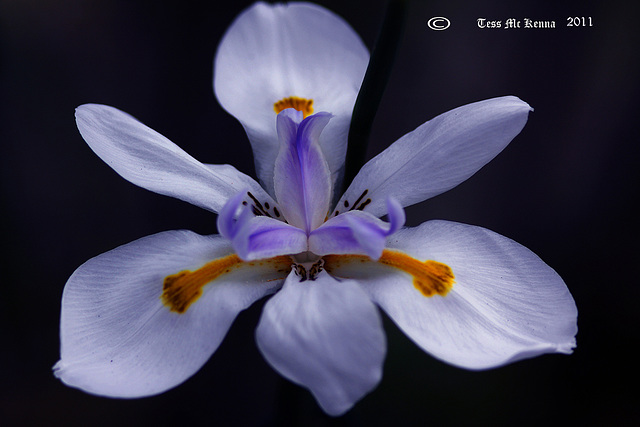 African Iris  022 copy