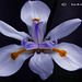 African Iris  022 copy