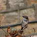 Male House Sparrow Blackshaw Road (2 of 2)