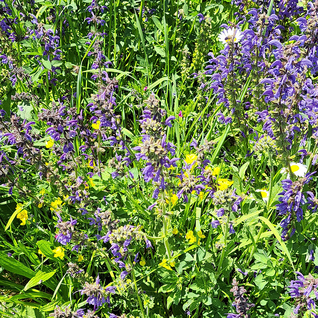 Wiesensalbei (Salvia pratensis)