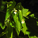 20230707 1607CPw [D~LIP] Kleinblütiges Springkraut (Impatiens parviflora), Bad Salzuflen