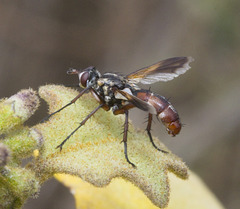 IMG 2562 Tachnid Fly-5