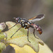 IMG 2562 Tachnid Fly-5