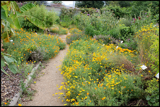 Pavots de Californie et Anthemis