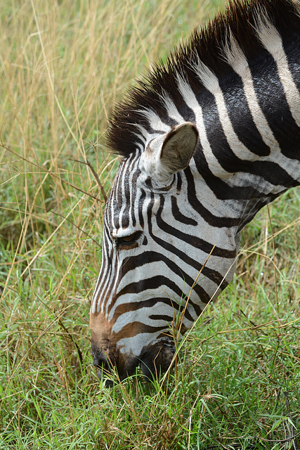 Ngorongoro, Zebra Closeup