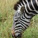 Ngorongoro, Zebra Closeup