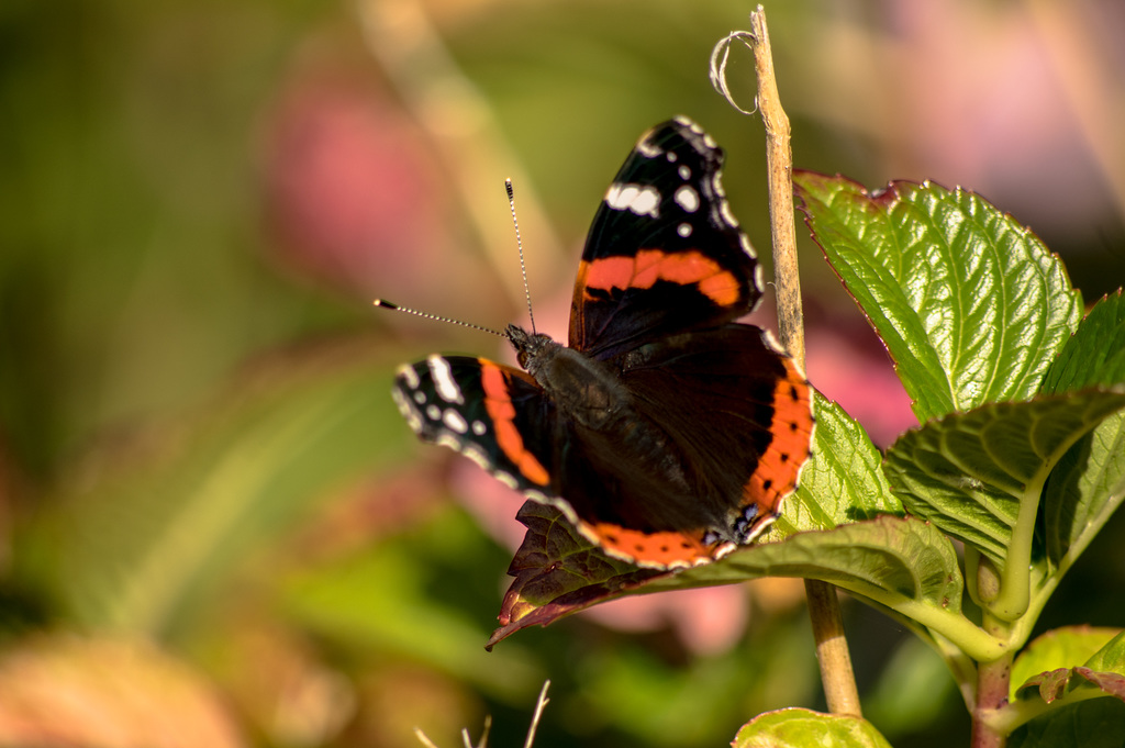 Red Admiral Butterfly