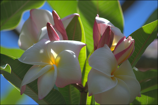 Plumeria