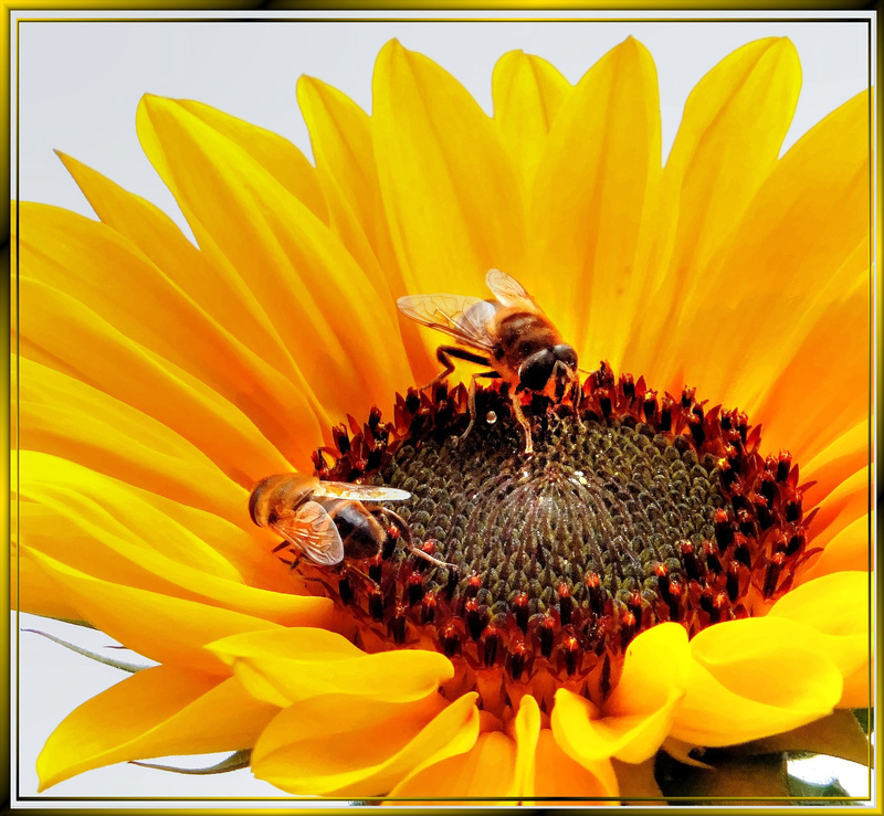 Hoverflies in sunflower-1. ©UdoSm