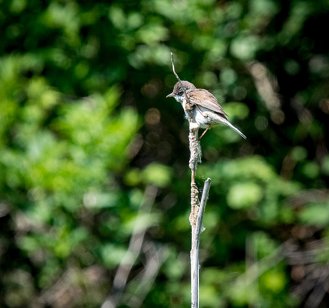 Reed warbler.16jpg