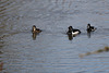 Ring necked ducks in the mild winter