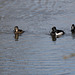 Ring necked ducks in the mild winter