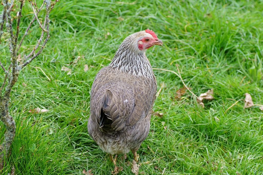 Huhn vom Nacbarn