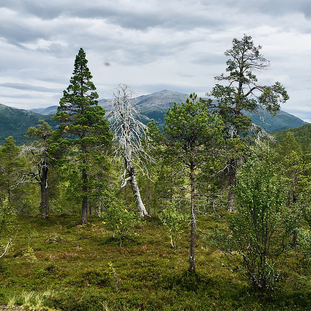 Pine forest.