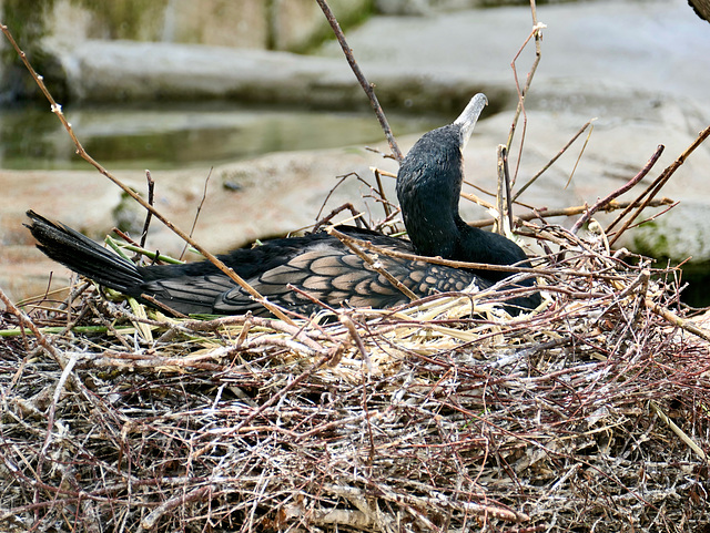 Kormoran beim Brüten