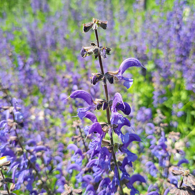 Wiesensalbei (Salvia pratensis)