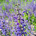 Wiesensalbei (Salvia pratensis)