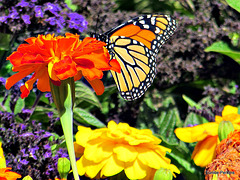 Monarch Butterfly.