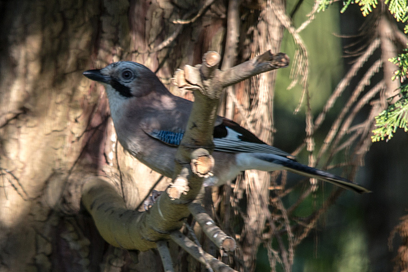 20160502 1376VRTw [D~LIP] Eichelhäher (Garrulus glandarius), Bad Salzuflen