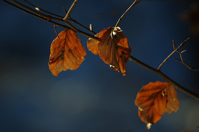 Winter blau-rot 3