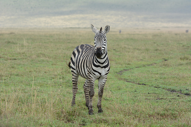 Ngorongoro, Yang Zebra