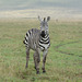 Ngorongoro, Yang Zebra