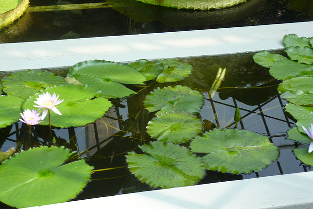 Jardín Botánico de Villa Taranto