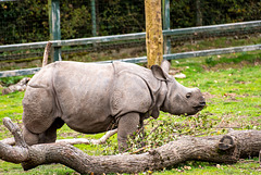 Baby rhino14