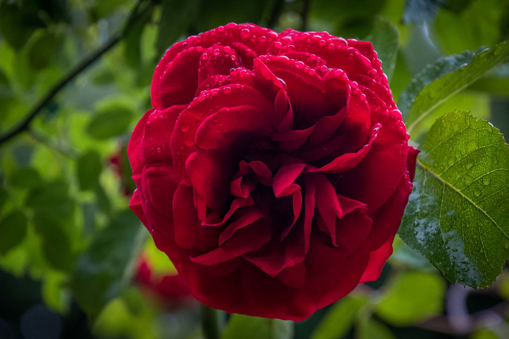 Red Rose2, Royden Park