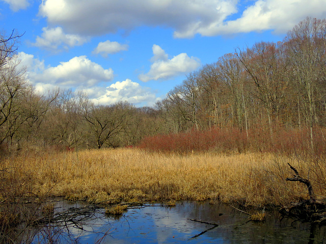 March in the marsh.