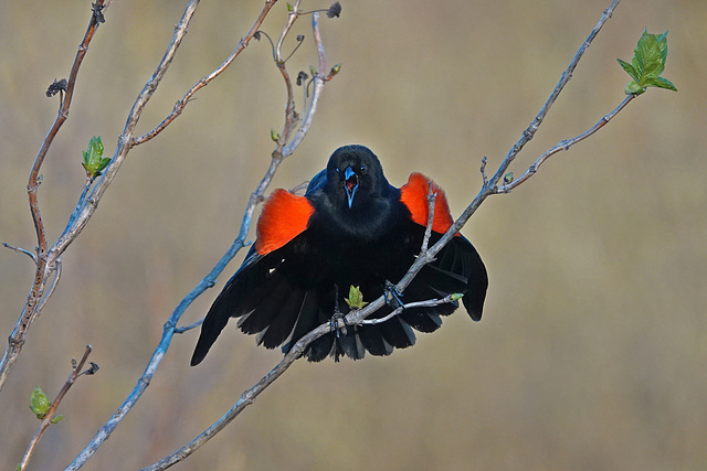 Red-winged Blackbird