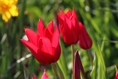 Red beauties