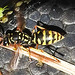 20230707 1609CPw [D~LIP] Gallische Feldwespe (Polistes dominula), Bad Salzuflen