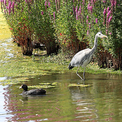 EOS 90D Peter Harriman 14 04 00 17444 heronCoot dpp