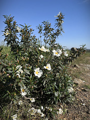 Cistus ladanifer, The first one blooming dedicated to Andy Rodker