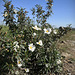 Cistus ladanifer, The first one blooming dedicated to Andy Rodker