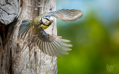 Around The Blue Tit Nest 4