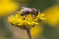 20140714 3902VRMw [D~LIP] Biene, UWZ, Bad Salzuflen.jpg