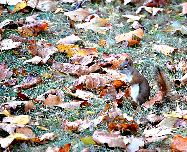 Red squirrel and Autumn leaves