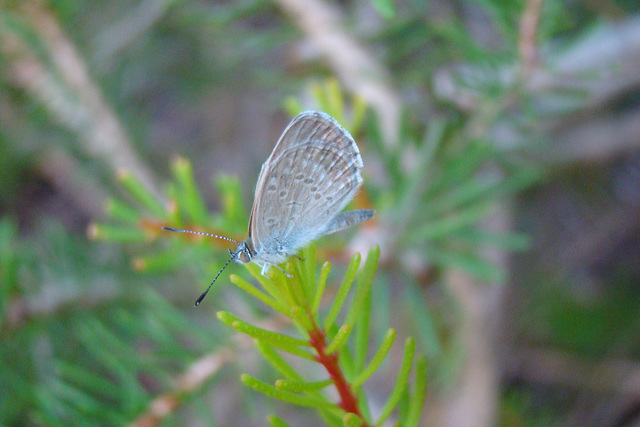 sleeping butterfly after rain