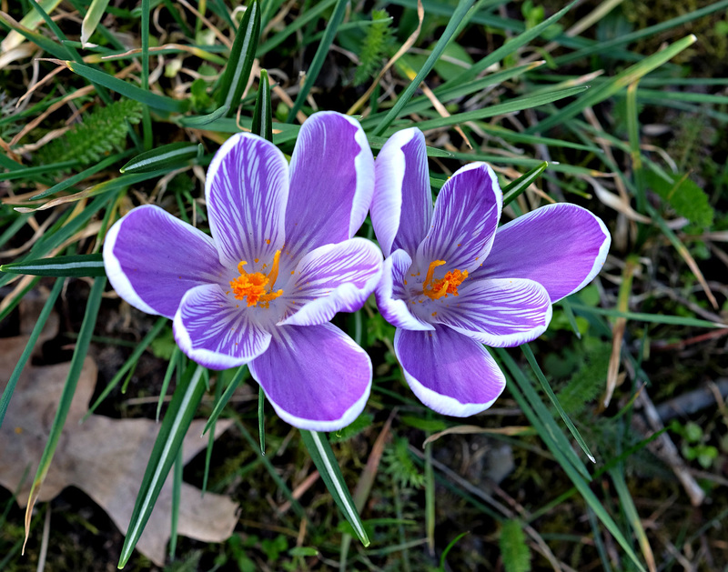 Die guten alten Krokusse