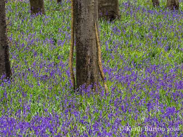 bluebell woods 3 of 4