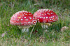 Fly Agaric