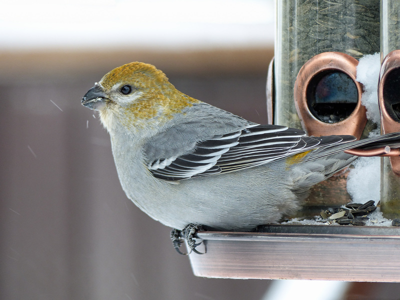 Pine Grosbeak female or juvenile