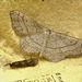 Moths IMG_5484