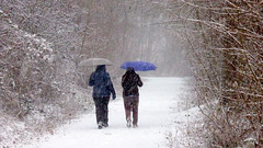 Waldspaziergang im Schneetreiben