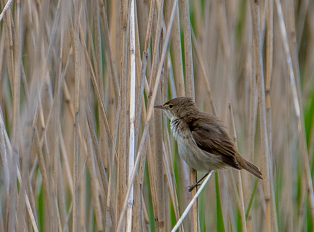 Reed warbler2