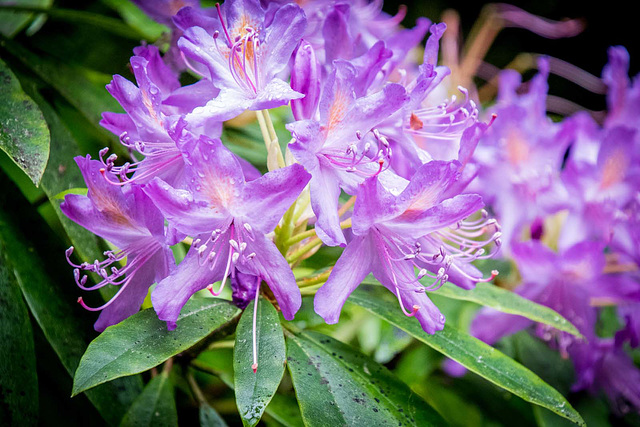 Rhodedendron2, Royden Park.