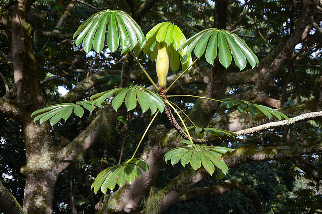 Uganda, Entebbe Botanical Garden, Unusual Inflorescence